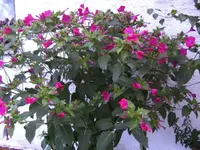 BILD2379.webp