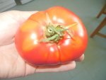 Tomaten 002.jpg