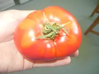 Tomaten 002.webp