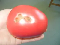 Tomaten 004.webp