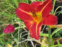 shola2_1024x768.webp