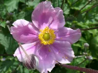 SAM_0627.webp