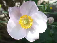 SAM_0632.webp