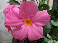 SAM_0634.webp