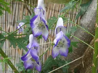 SAM_0637.webp
