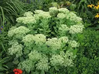 087.webp