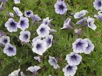 117.webp