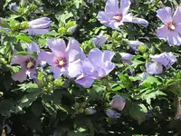 060.webp