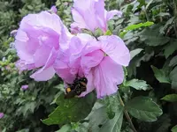 033.webp