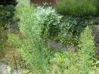 SAM_2029.webp