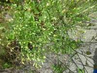 SAM_2028.webp