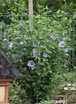Hibiscus 130813.webp