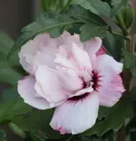 Hibiscus gefuellt.webp