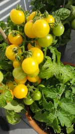 DSC08240.webp