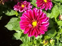 100_5545.webp