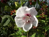 100_5555.webp
