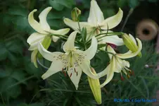 comp_DSC00243.webp
