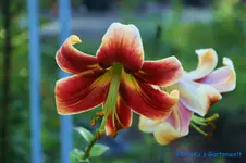 comp_DSC00262.webp