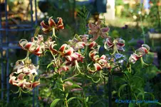comp_DSC00255.webp