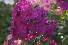 _DSC3070.webp