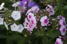 _DSC3072.webp
