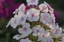 _DSC3073.webp