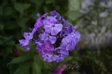 _DSC3077.webp
