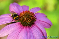 comp_DSC00266.webp