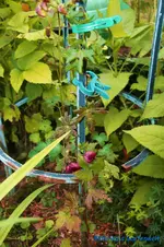 comp_DSC00259.webp