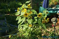 comp_DSC00251.webp