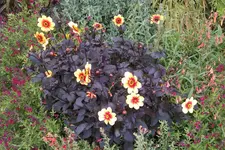 IMAG0293.webp