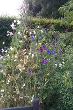IMAG0360.webp
