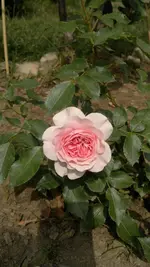 2013-08-03-2879.webp