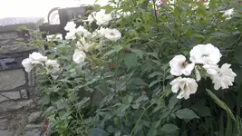 2013-08-09-2902.webp