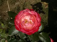 2013-08-09-2942.webp