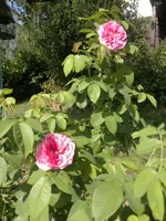 2013-08-09-2961.webp