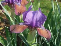 Plum Lucky_.webp