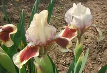 Red Heart_.webp