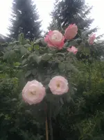 2013-08-13-2974.webp