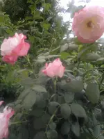 2013-08-13-2978.webp