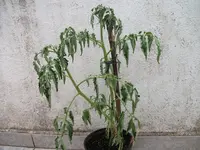 Tomaten mal2.webp