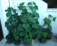 Gurkenpflanzen 11.8.13.webp
