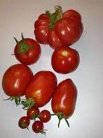tomaten.webp