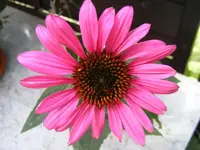 Blüte makro.webp