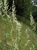 BILD2397.webp