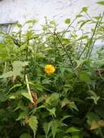 hinten neben Rosen Wand.webp