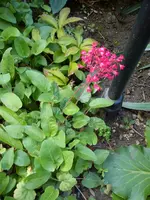 neben Lampe.webp