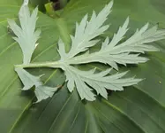 DSC04159 - 2013-08-14 - blatt rückseite.webp