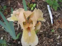 Iris_barb_nana_Lenna_M.webp