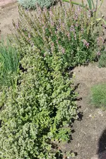 thyoregano.webp
